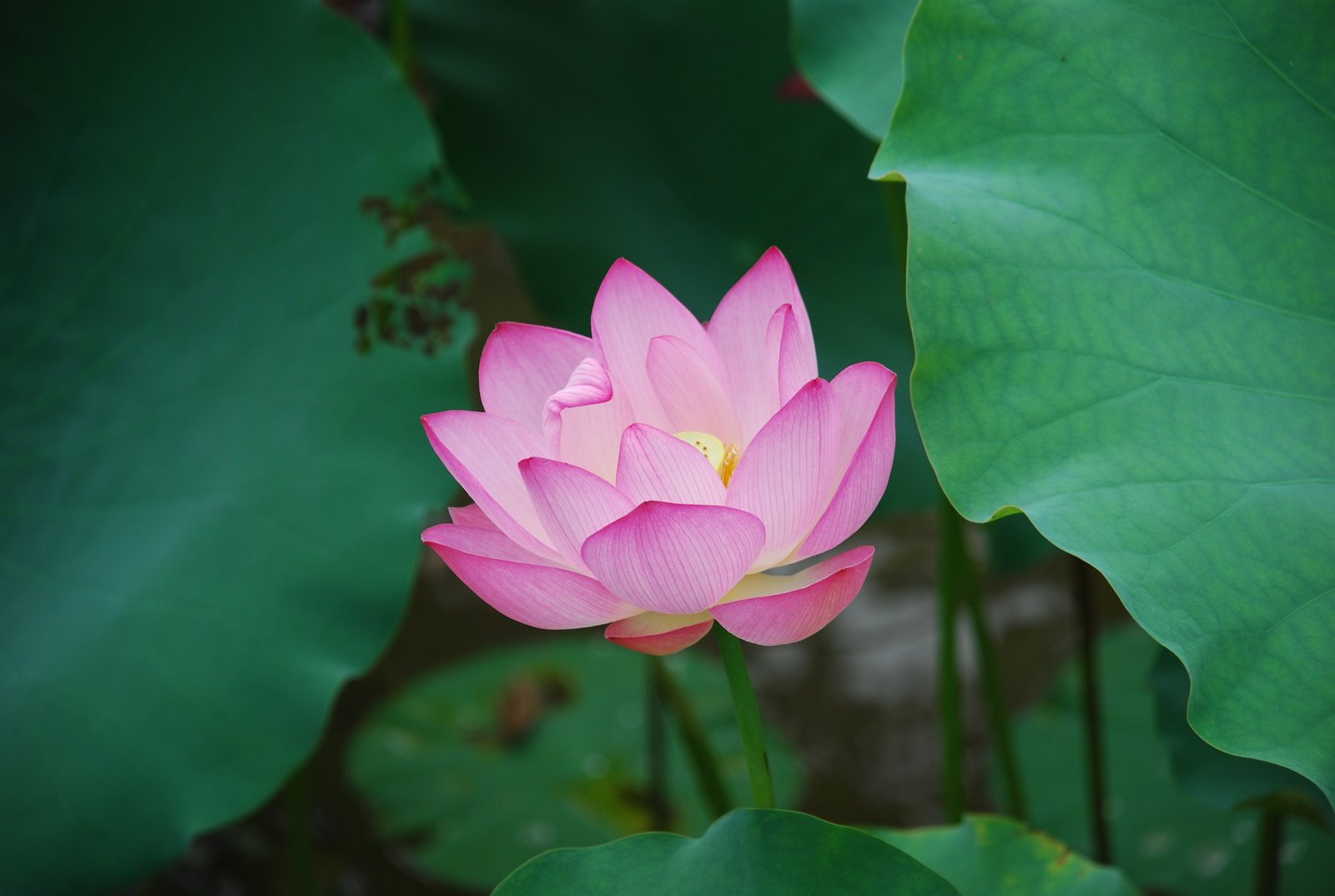 lotus-flower-3.jpg